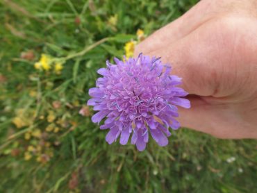 Onko itsensä vähättely kansallisominaisuus?