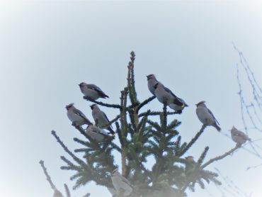 Verkostot ja omasta osaamisesta huolehtiminen tuovat voimaa