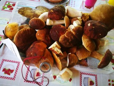 Uusi harrastus, hupi vai hyöty?