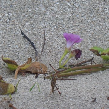 Uusi käsikirjoitus omien haaveiden toteuttamiseksi