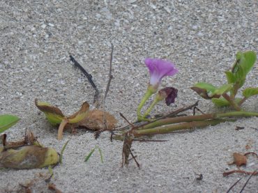 Uusi käsikirjoitus omien haaveiden toteuttamiseksi